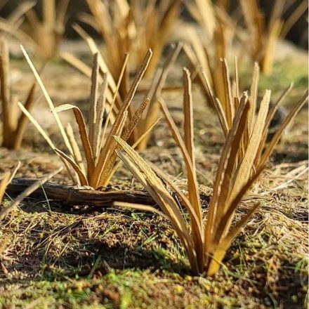 Model Scene Grass Tufts Dry