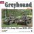 WWP Greyhound in Detail